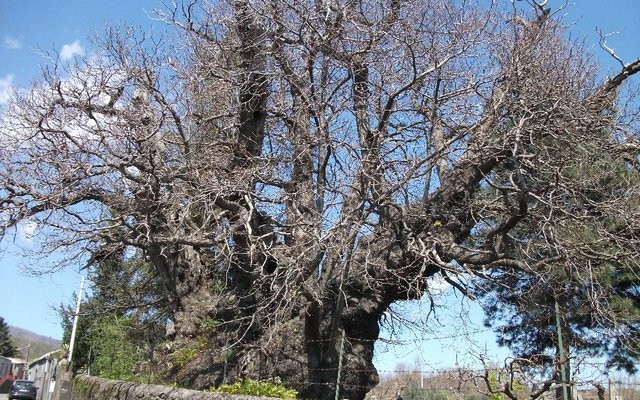 Castagno Della Nave